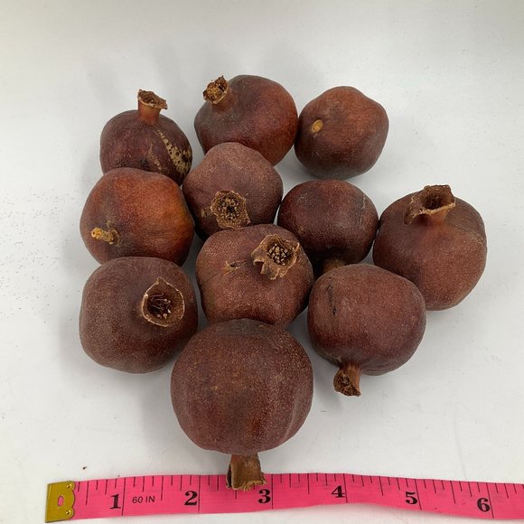 Dried Pomegranate Vase Filler Decoration Table Decor Crafting Fruit Potpourri - Picture 2 of 6